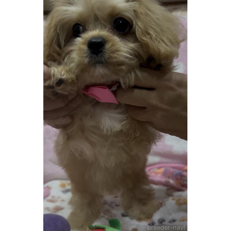 販売中の茨城県のミックス犬-417238の3枚目
