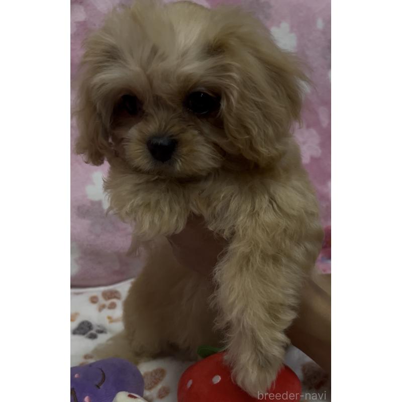 販売中の茨城県のミックス犬-417238の2枚目