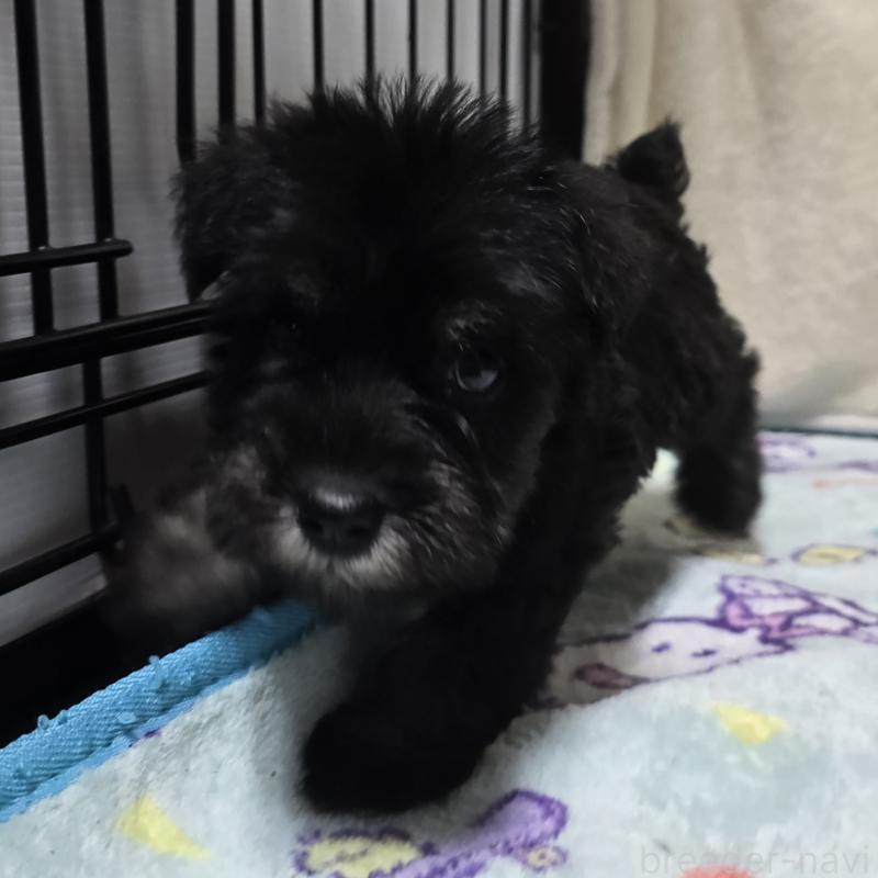 販売中の岡山県のミニチュアシュナウザー-412003の7枚目
