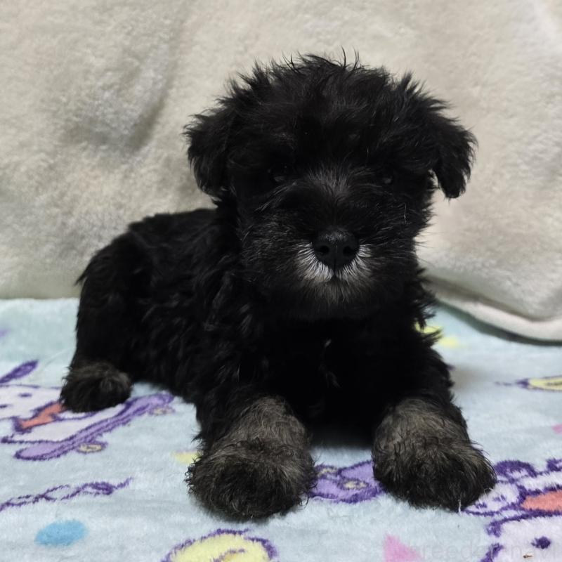 販売中の岡山県のミニチュアシュナウザー-412000の7枚目