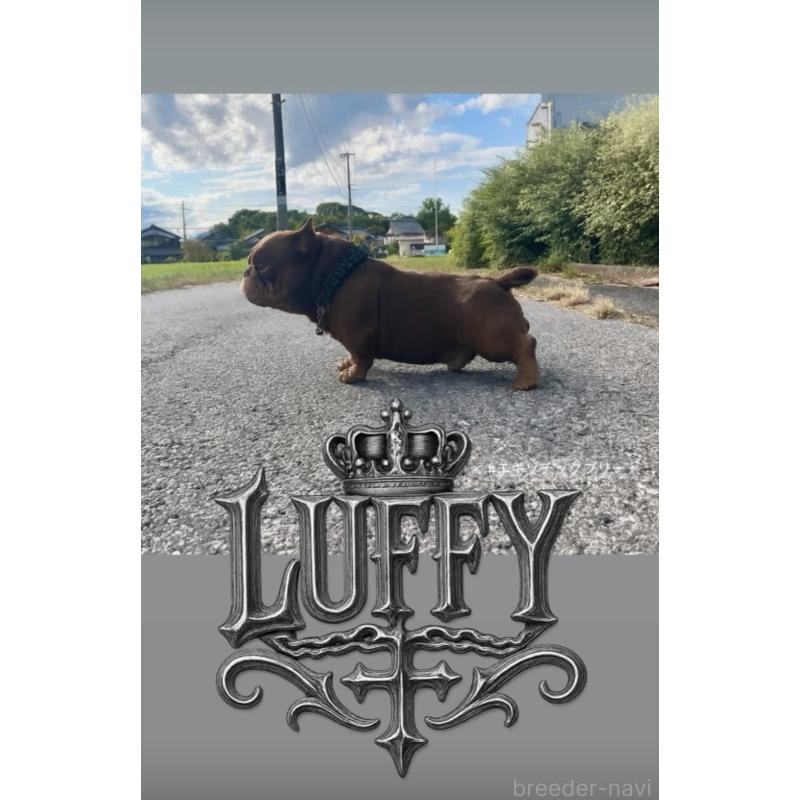 ルフィくん1枚目