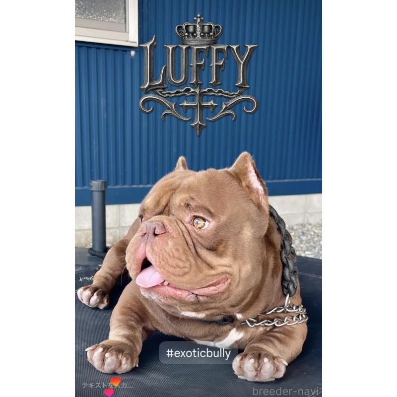 ルフィくん1枚目