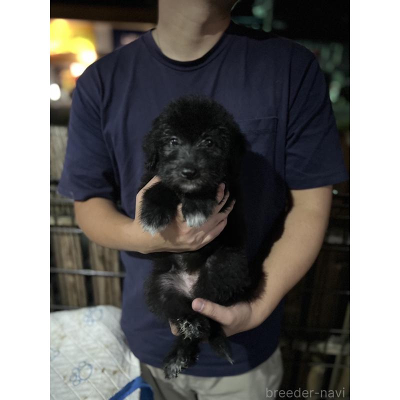 販売中の滋賀県のミックス犬-417243の1枚目