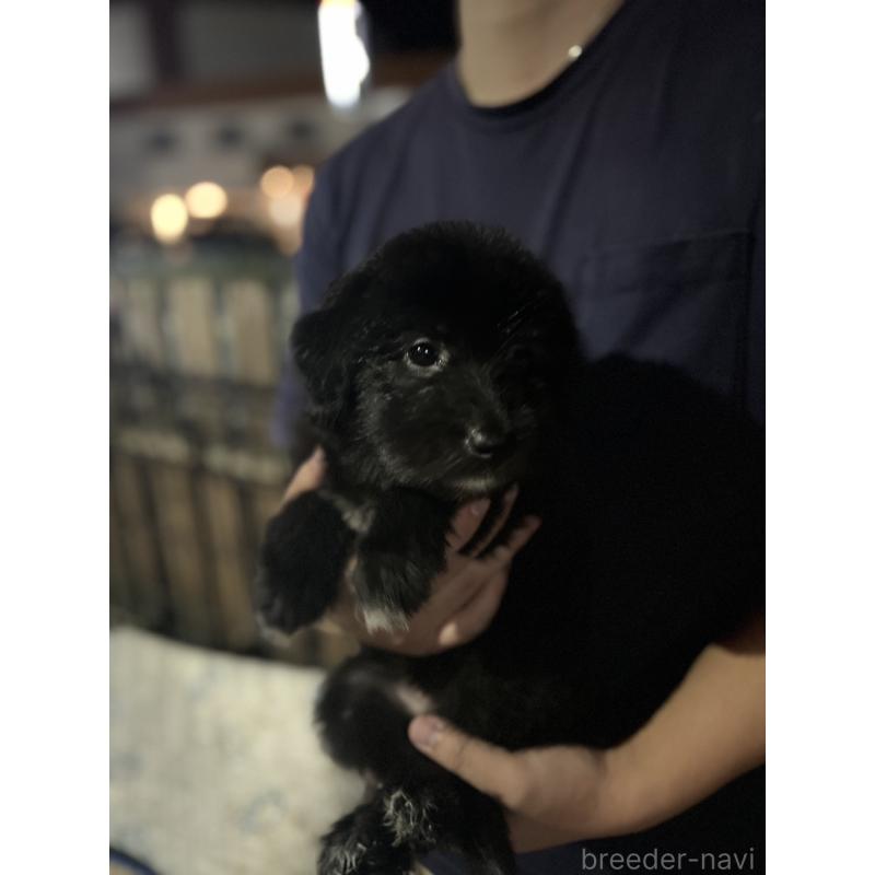 販売中の滋賀県のミックス犬-417243の5枚目