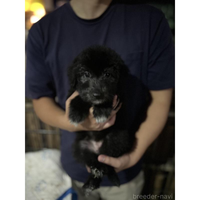 販売中の滋賀県のミックス犬-417243の3枚目