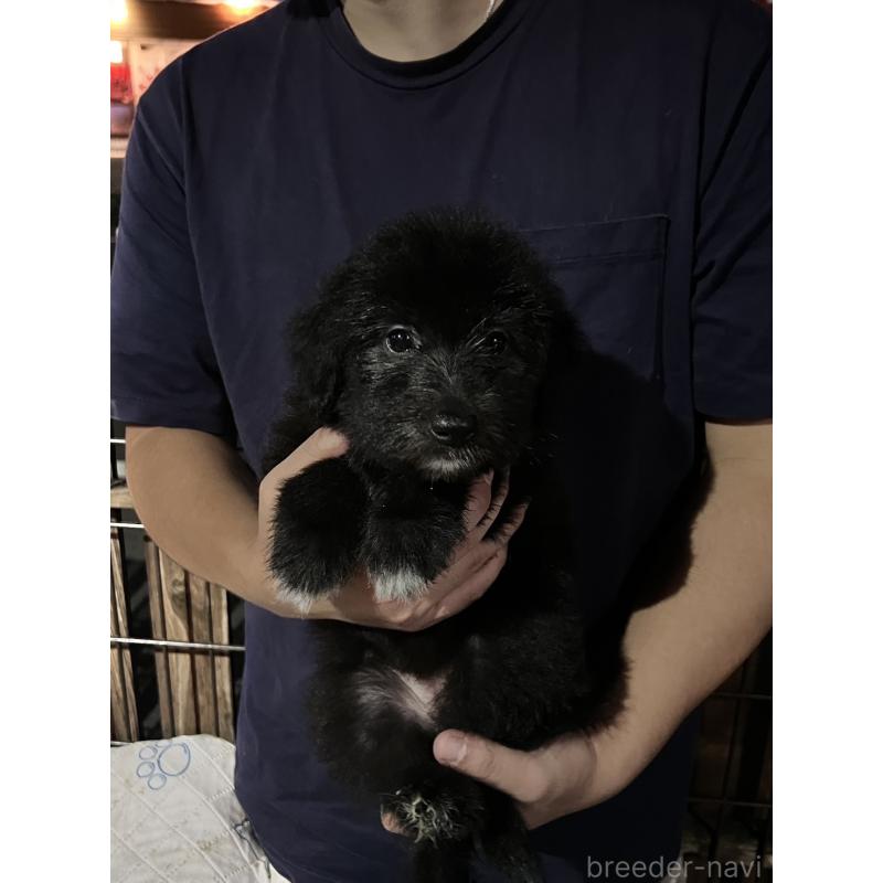 販売中の滋賀県のミックス犬-417243の2枚目