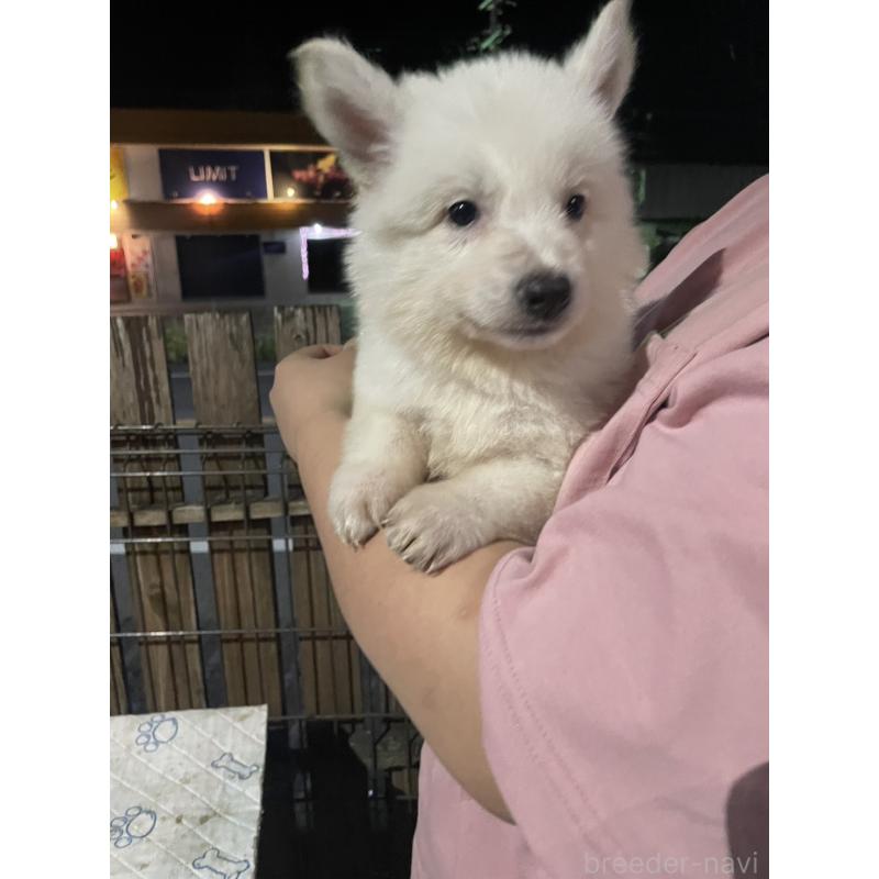 販売中の滋賀県のミックス犬-417244の4枚目