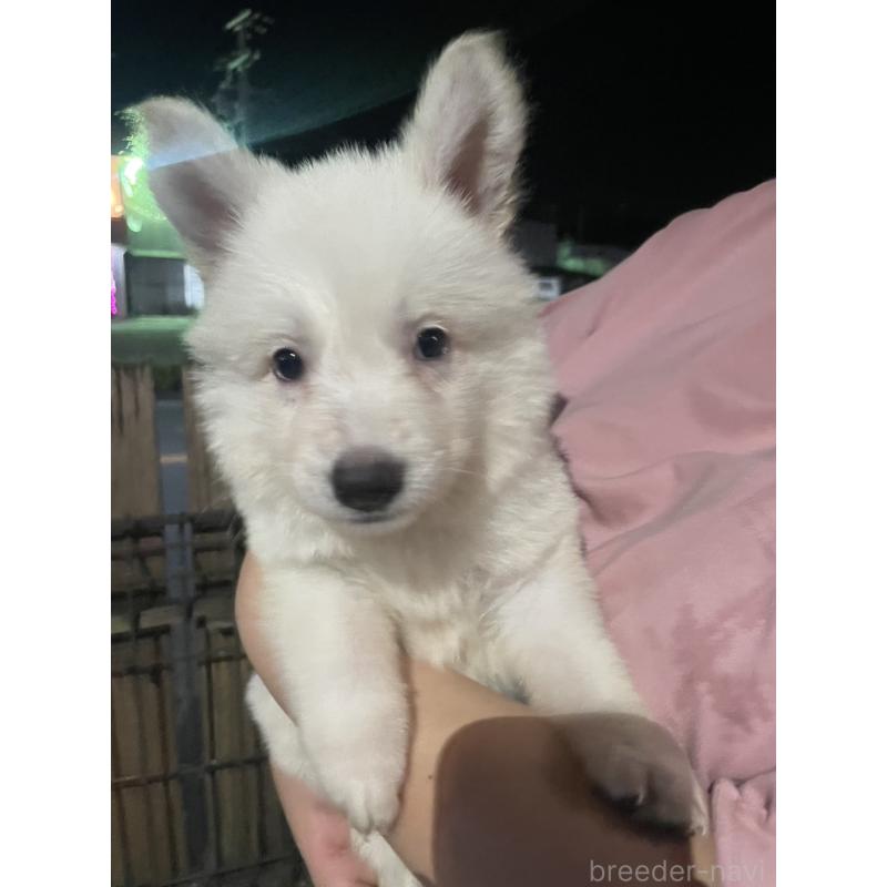 販売中の滋賀県のミックス犬-417244の3枚目