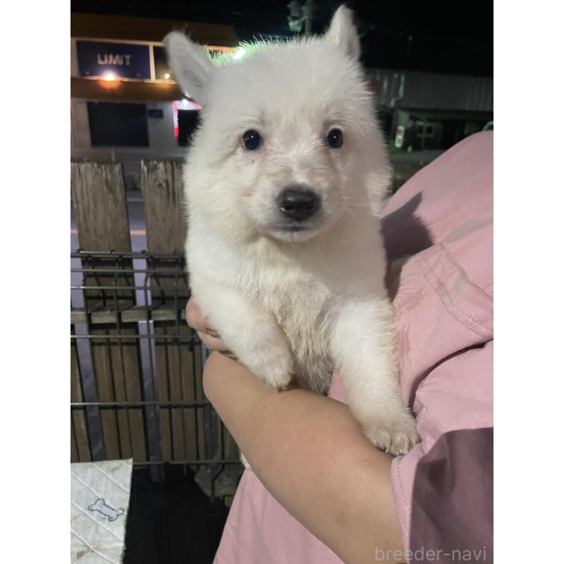 販売中の滋賀県のミックス犬-417244の2枚目