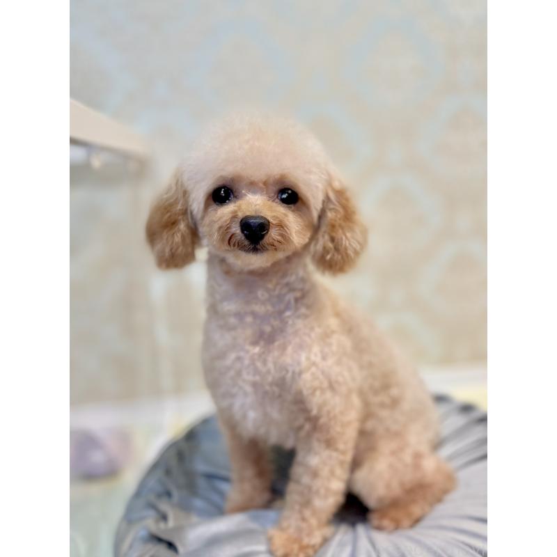 リオちゃんちゃん1枚目