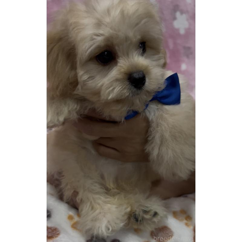 販売中の茨城県のミックス犬-417246の4枚目