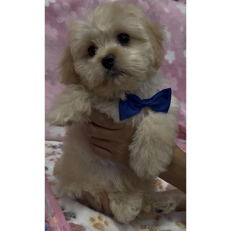 販売中の茨城県のミックス犬-417246の5枚目