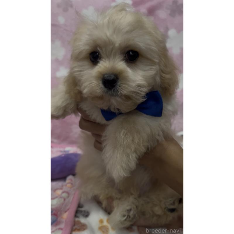 販売中の茨城県のミックス犬-417246の3枚目