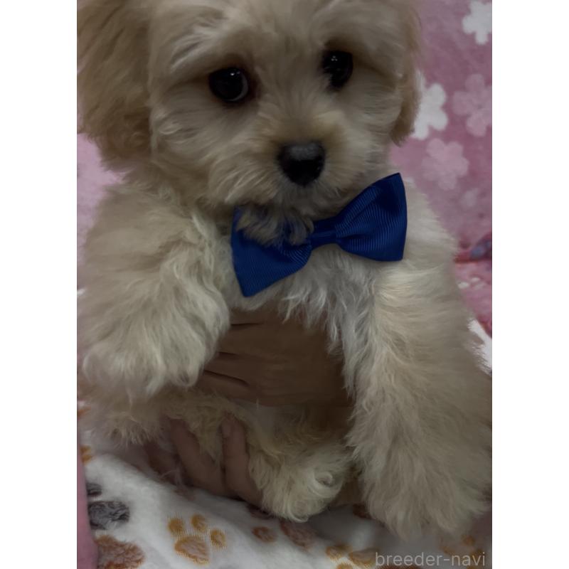 販売中の茨城県のミックス犬-417246の2枚目