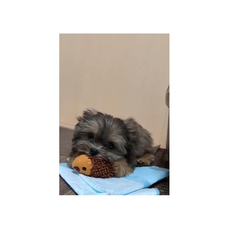 販売中の千葉県のミックス犬-417253の4枚目
