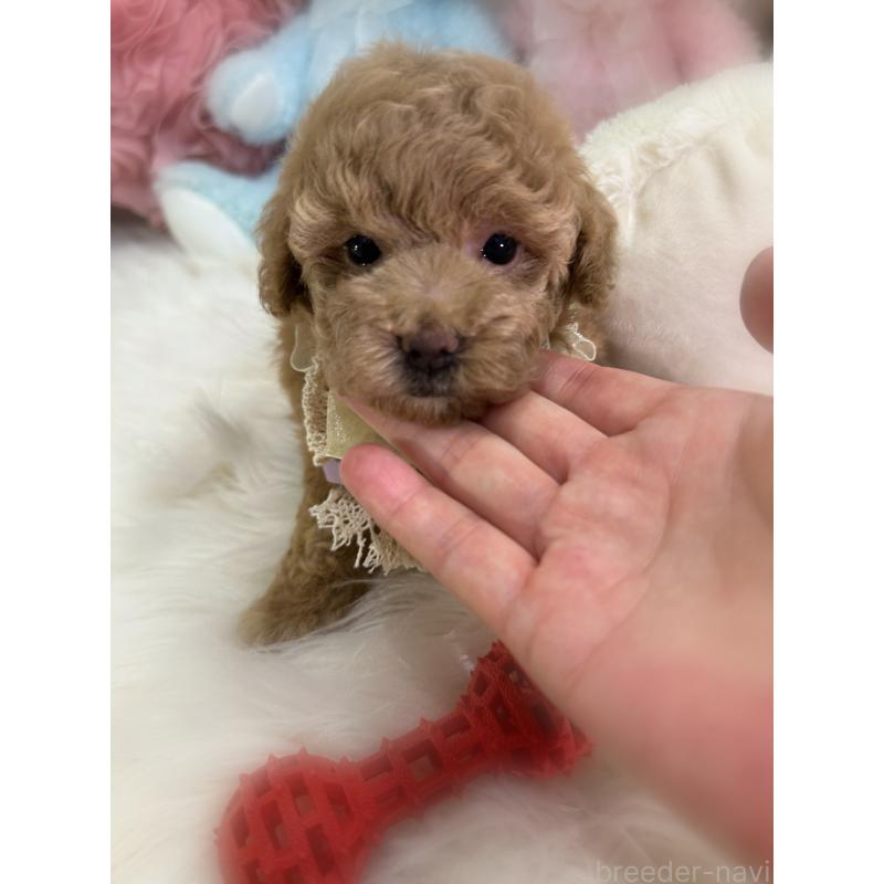 販売中の香川県のトイプードル-417247の3枚目