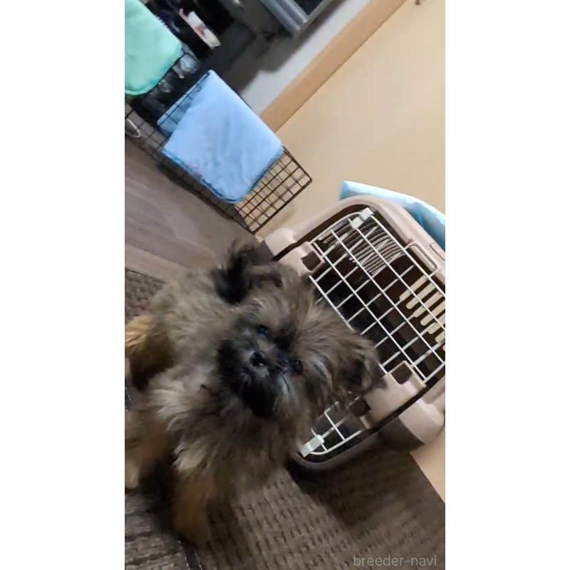 販売中の千葉県のミックス犬-417256の4枚目