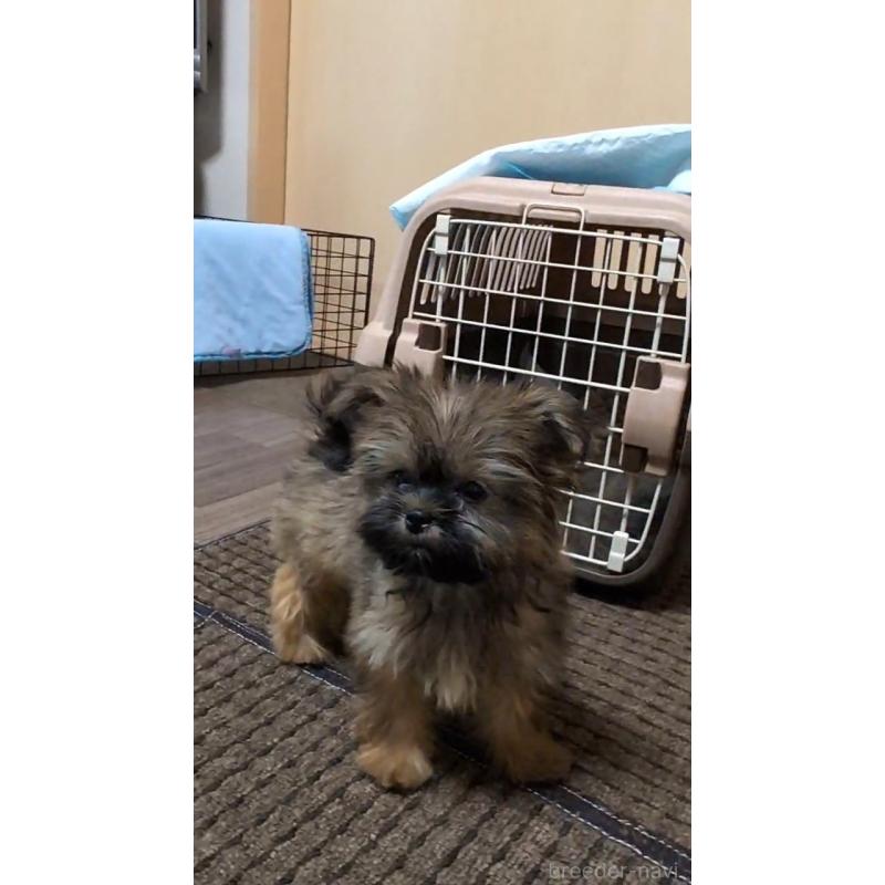 販売中の千葉県のミックス犬-417256の3枚目