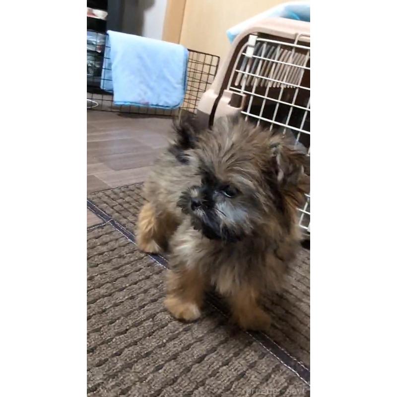販売中の千葉県のミックス犬-417256の2枚目