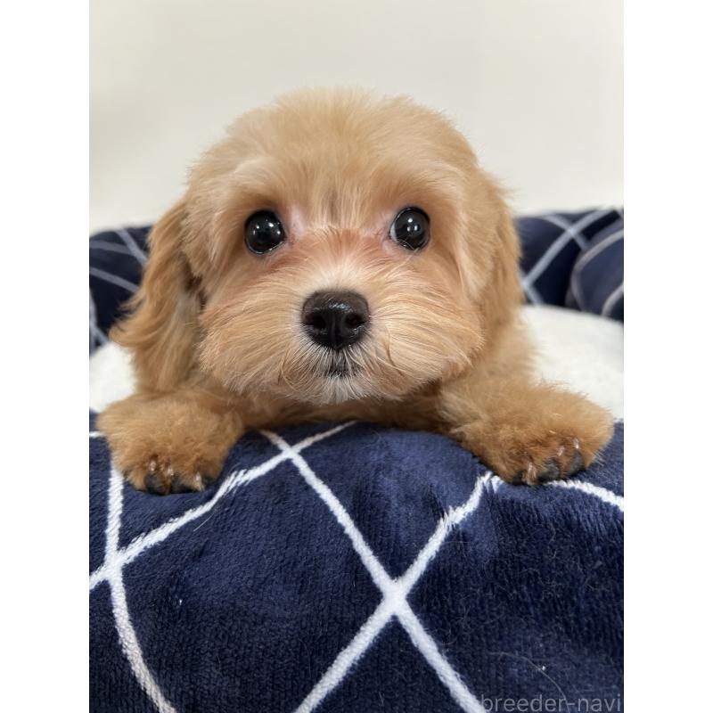 販売中の奈良県のマルプー:マルチーズ×トイプードル-417259の7枚目