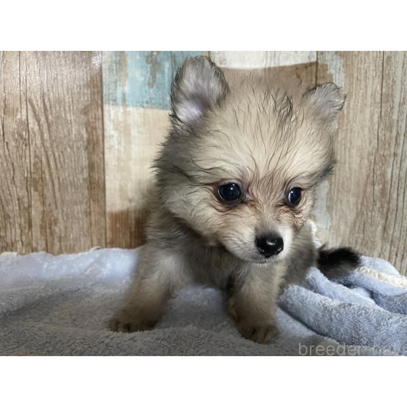 販売中の静岡県のポメラニアン-417029の4枚目