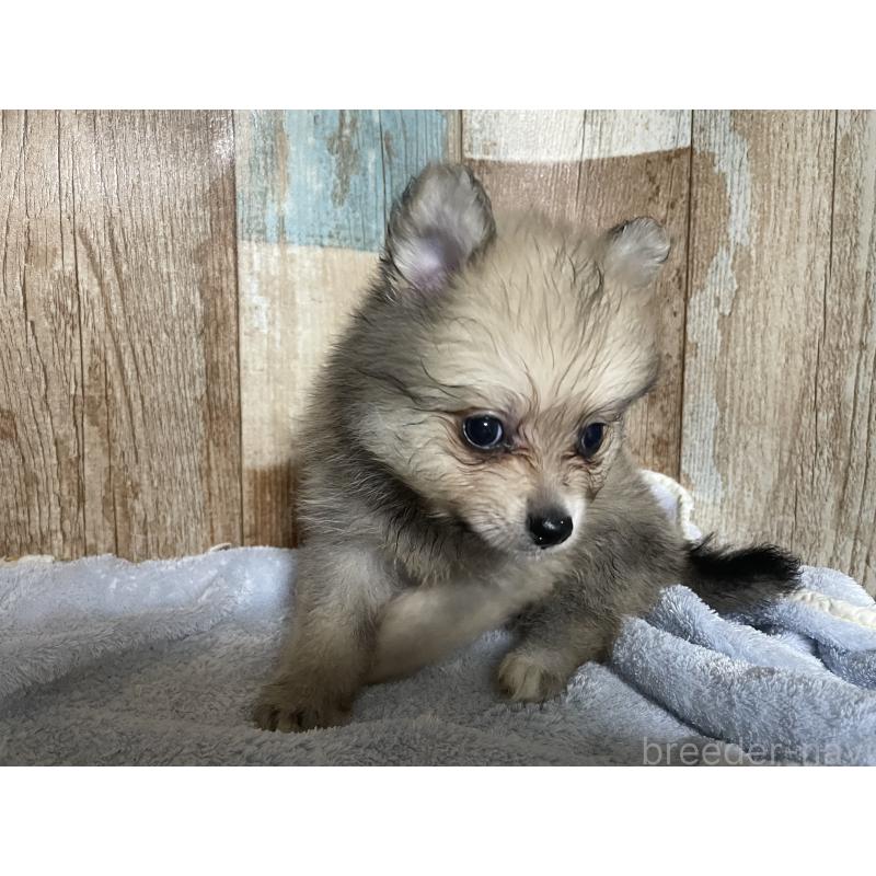 販売中の静岡県のポメラニアン-417029の2枚目