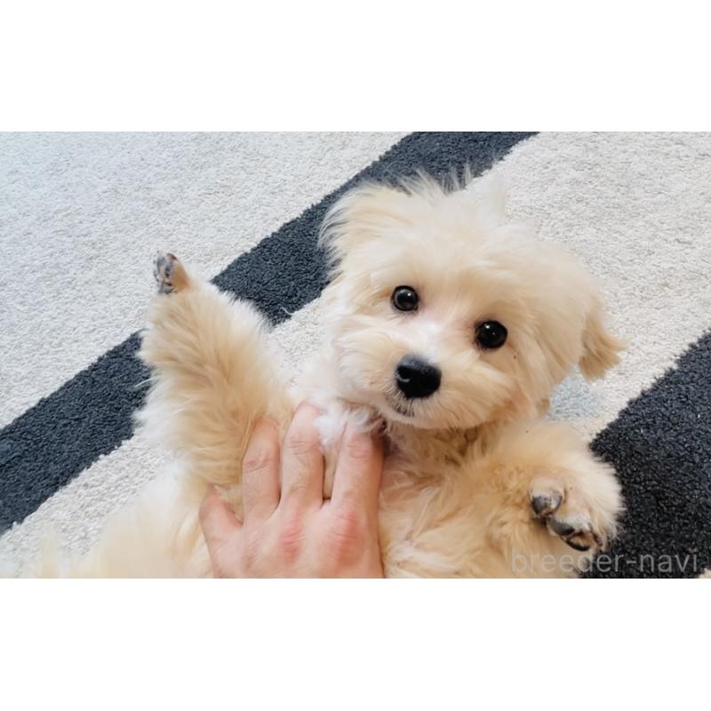 販売中の福岡県のミックス犬-390534の9枚目