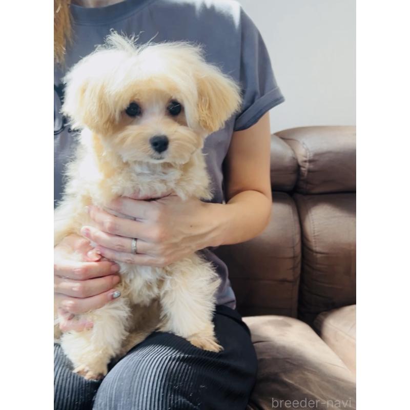 販売中の福岡県のミックス犬-390534の8枚目