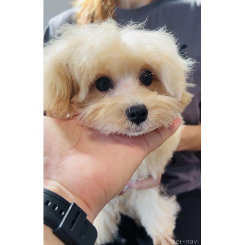 販売中の福岡県のミックス犬-390534の7枚目