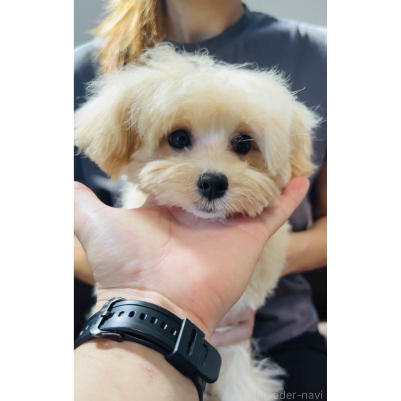 販売中の福岡県のミックス犬-390534の6枚目