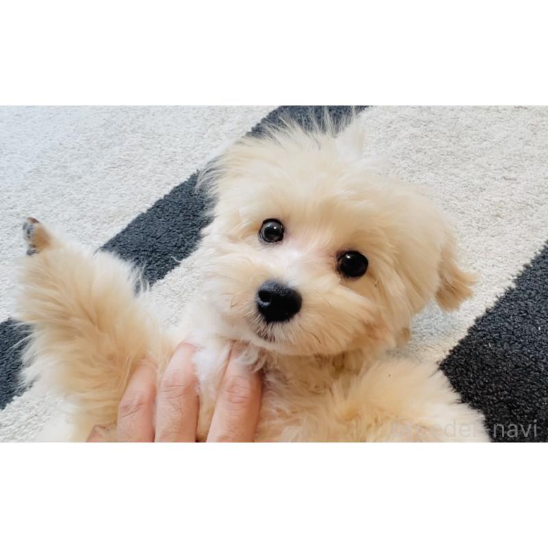 販売中の福岡県のミックス犬-390534の5枚目