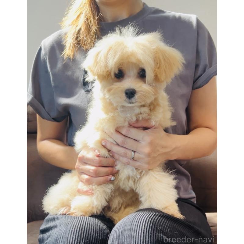 販売中の福岡県のミックス犬-390534の4枚目