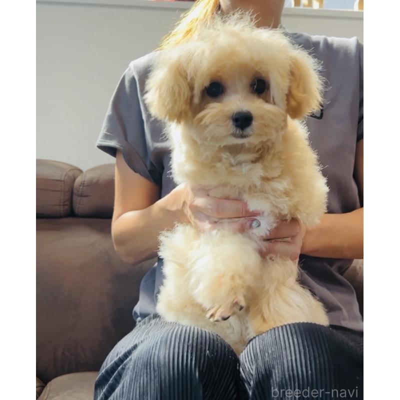 販売中の福岡県のミックス犬-390534の3枚目