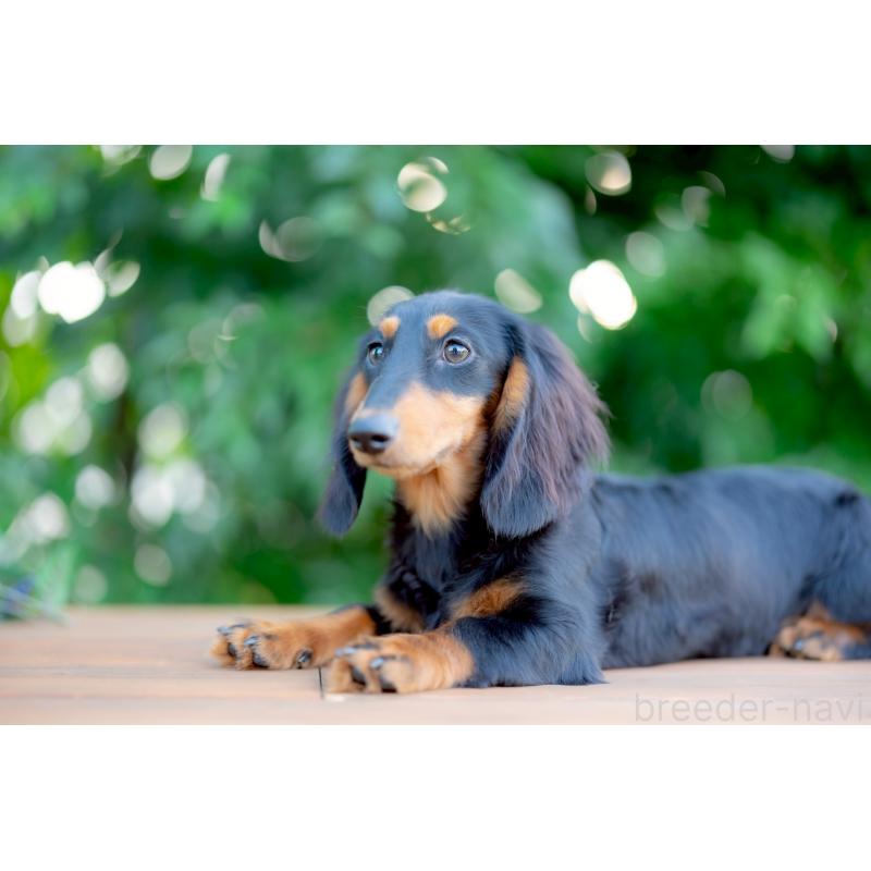 成約済の香川県のミニチュアダックスフンド(ロングヘアード)-416449の2枚目