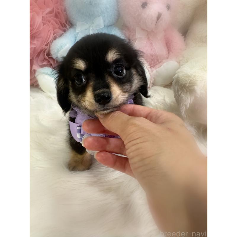 成約済の香川県のチワックス:チワワ×ミニチュアダックスフンド-409025の6枚目