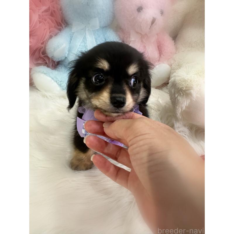成約済の香川県のチワックス:チワワ×ミニチュアダックスフンド-409025の4枚目