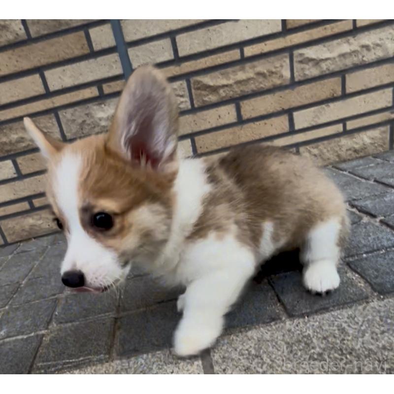 成約済の奈良県のウェルシュコーギーペンブローク-417013の5枚目