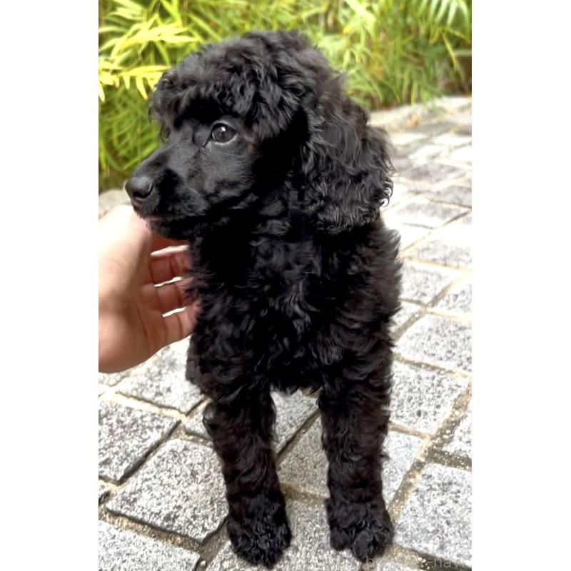 成約済の奈良県のミディアムプードル-417006の2枚目