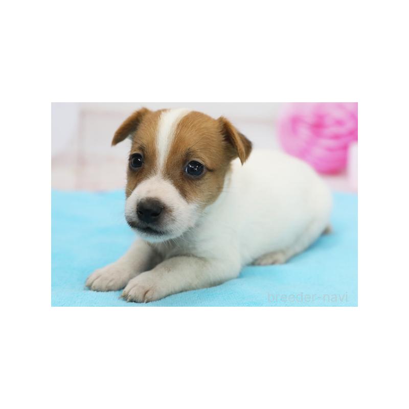 成約済の神奈川県のジャックラッセルテリア-413729の1枚目