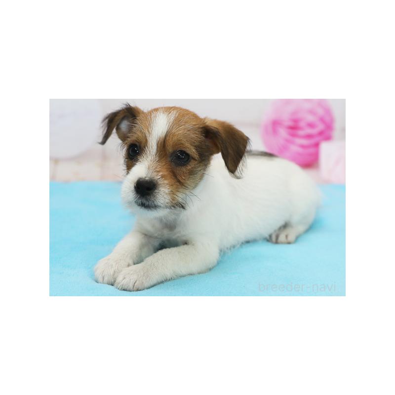 成約済の神奈川県のジャックラッセルテリア-407051の1枚目