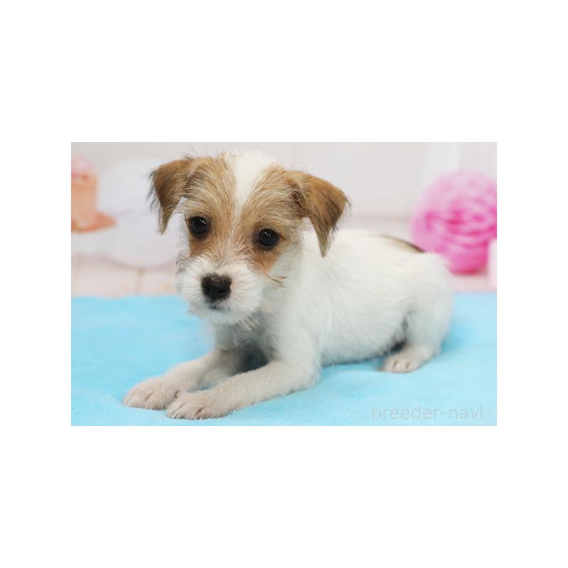 成約済の神奈川県のジャックラッセルテリア-407052の1枚目