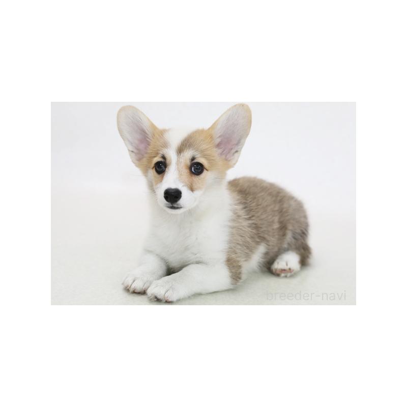 成約済の神奈川県のウェルシュコーギーペンブローク-405198の2枚目