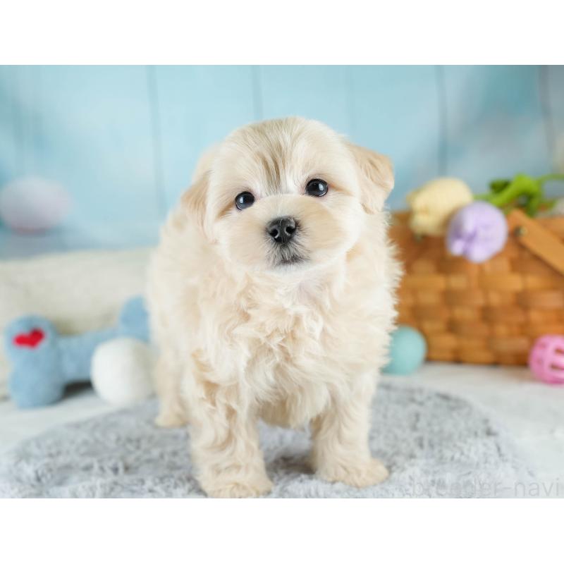 販売中の埼玉県のマルプー:マルチーズ×トイプードル-417064の7枚目