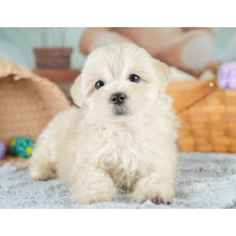 販売中の埼玉県のマルプー:マルチーズ×トイプードル-417065の11枚目