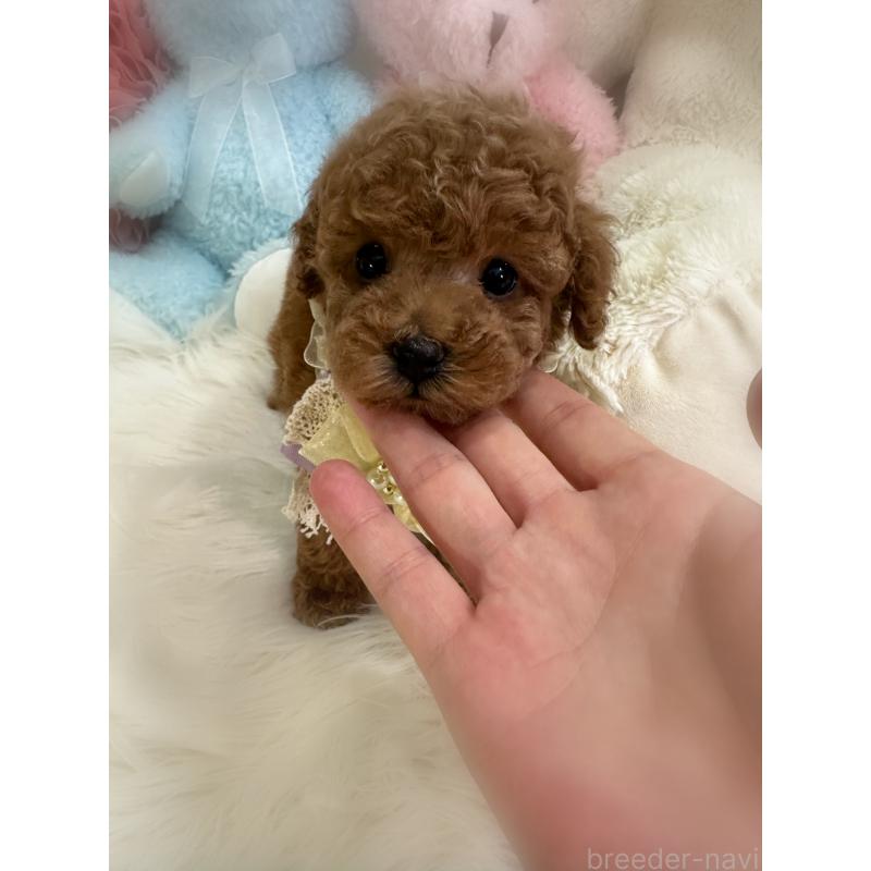 販売中の香川県のトイプードル-417266の5枚目