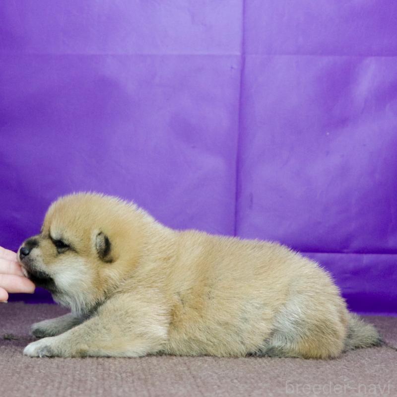 販売中の愛知県の柴犬-417267の3枚目