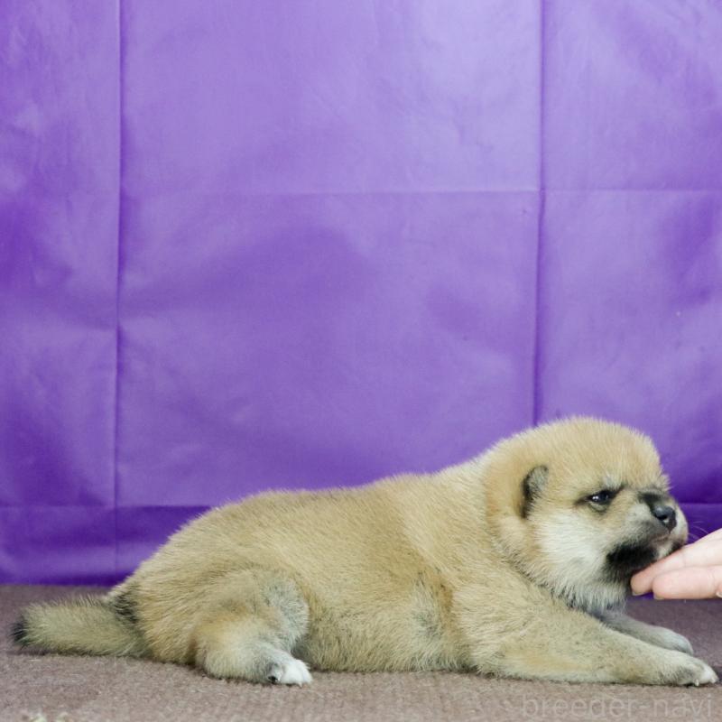 販売中の愛知県の柴犬-417267の2枚目