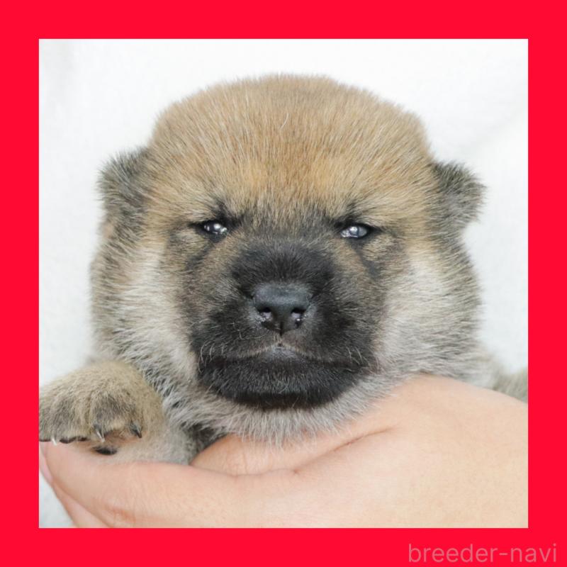 販売中の愛知県の柴犬-417270