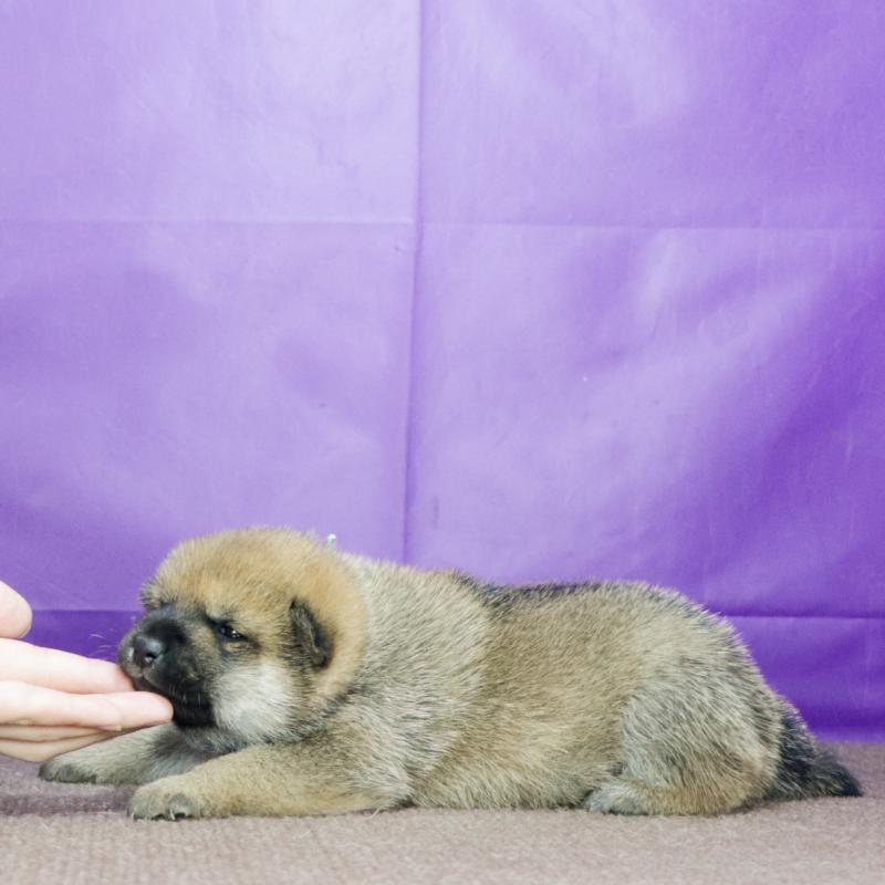 販売中の愛知県の柴犬-417270の3枚目