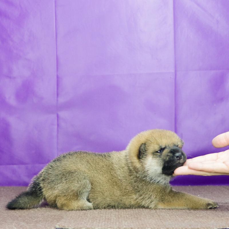 販売中の愛知県の柴犬-417270の2枚目